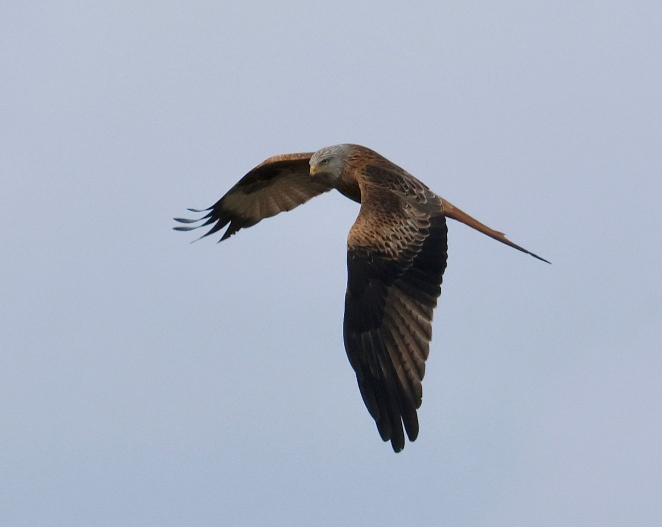 060325rodnygespvr