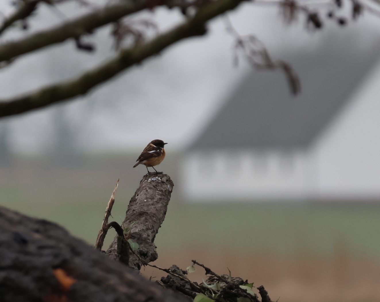 060325sortbrolokkefrehelenelaerkekorsgaard