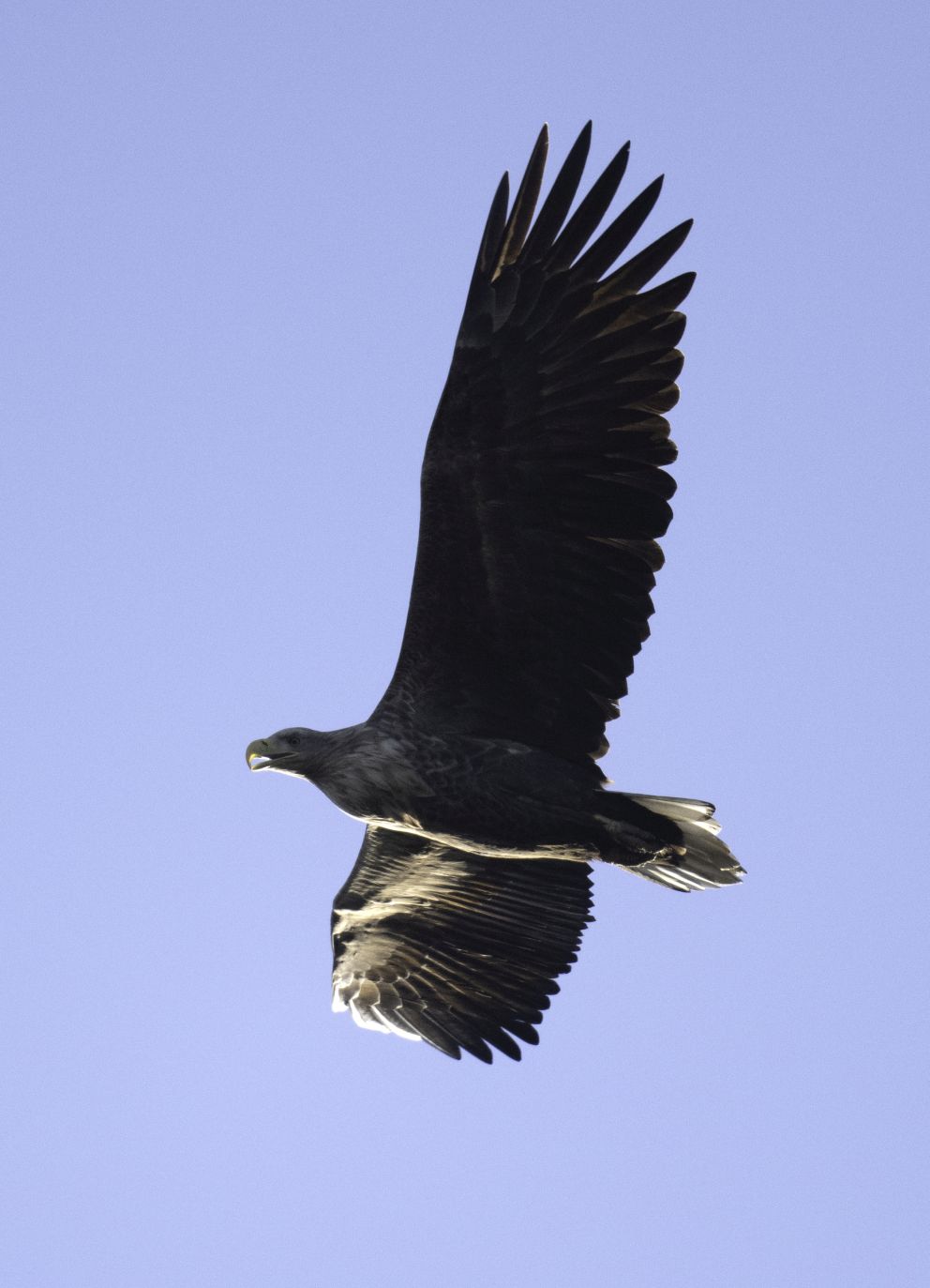 270125havjeh
