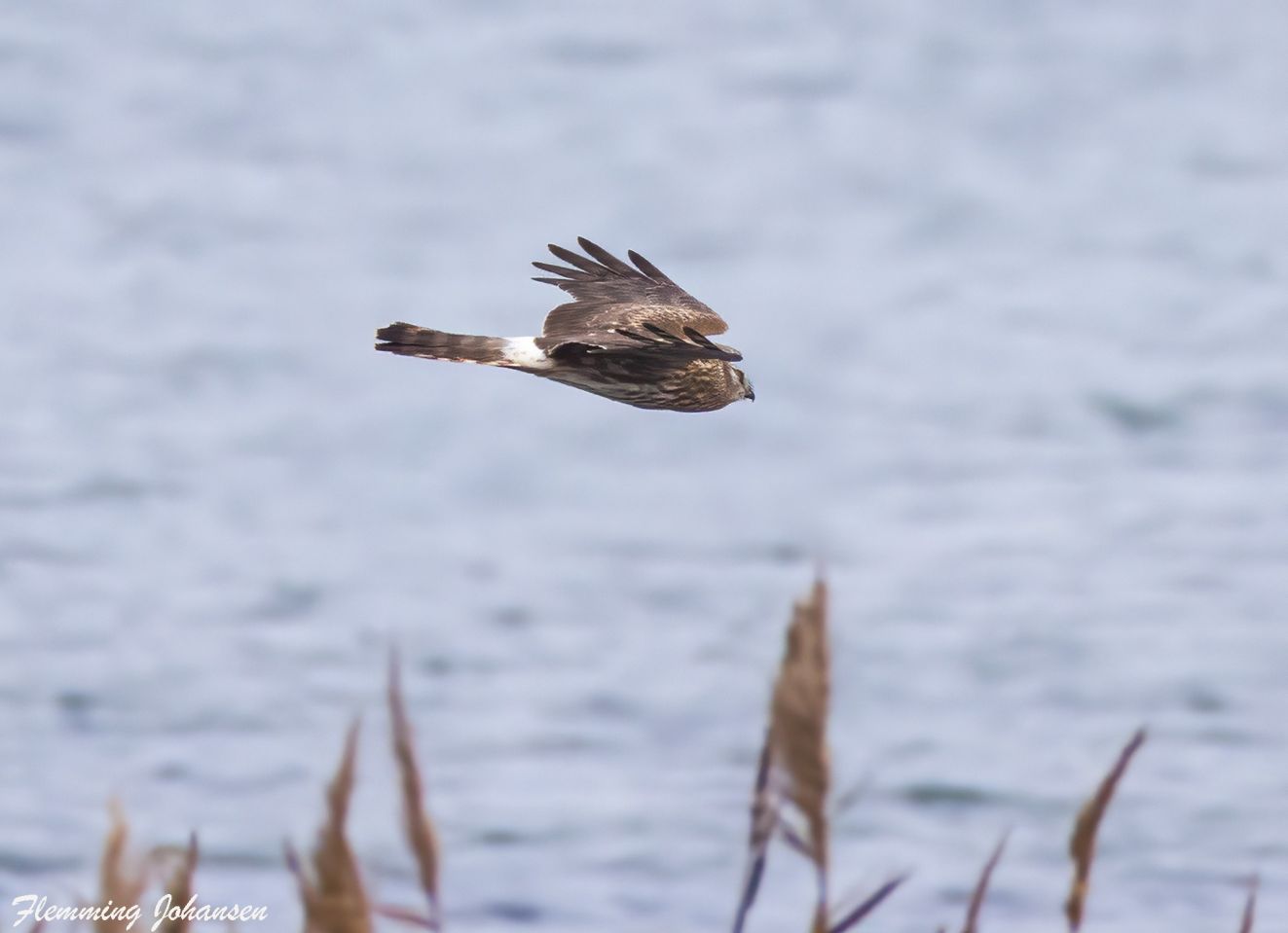 241125blåristngehaleflj