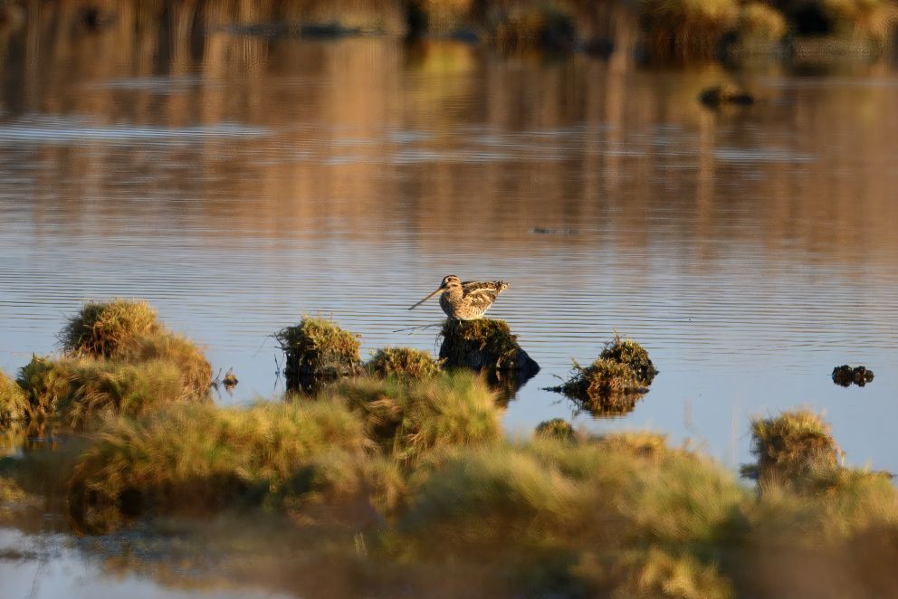 241125dballanøstergaard