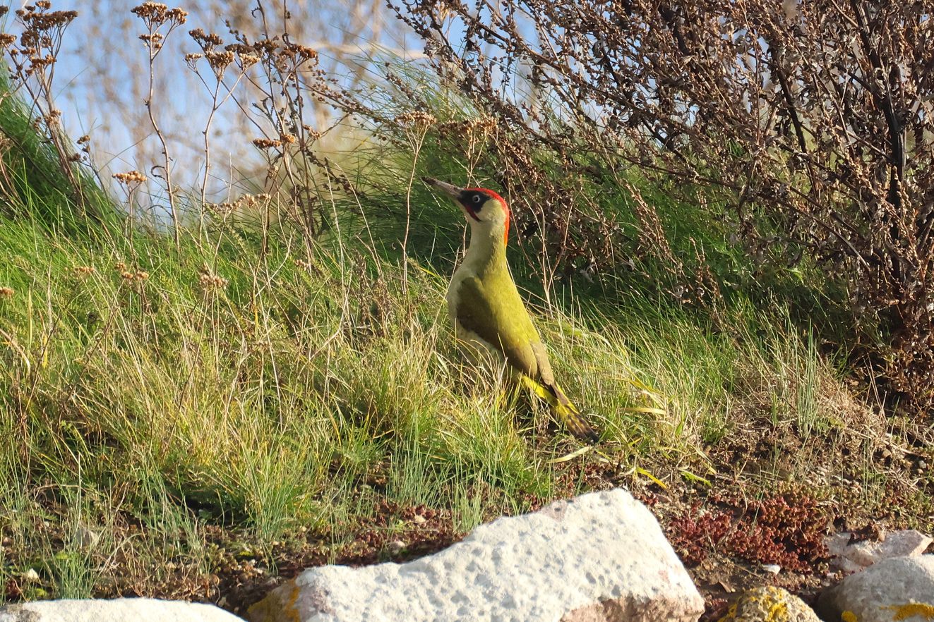 241125grønvemmenæsach