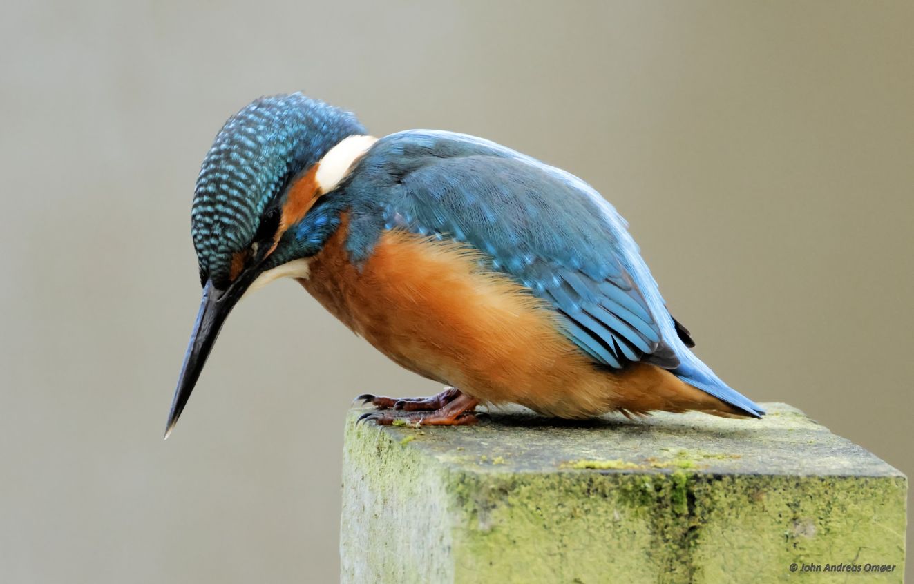 241125isodenseåonsjao