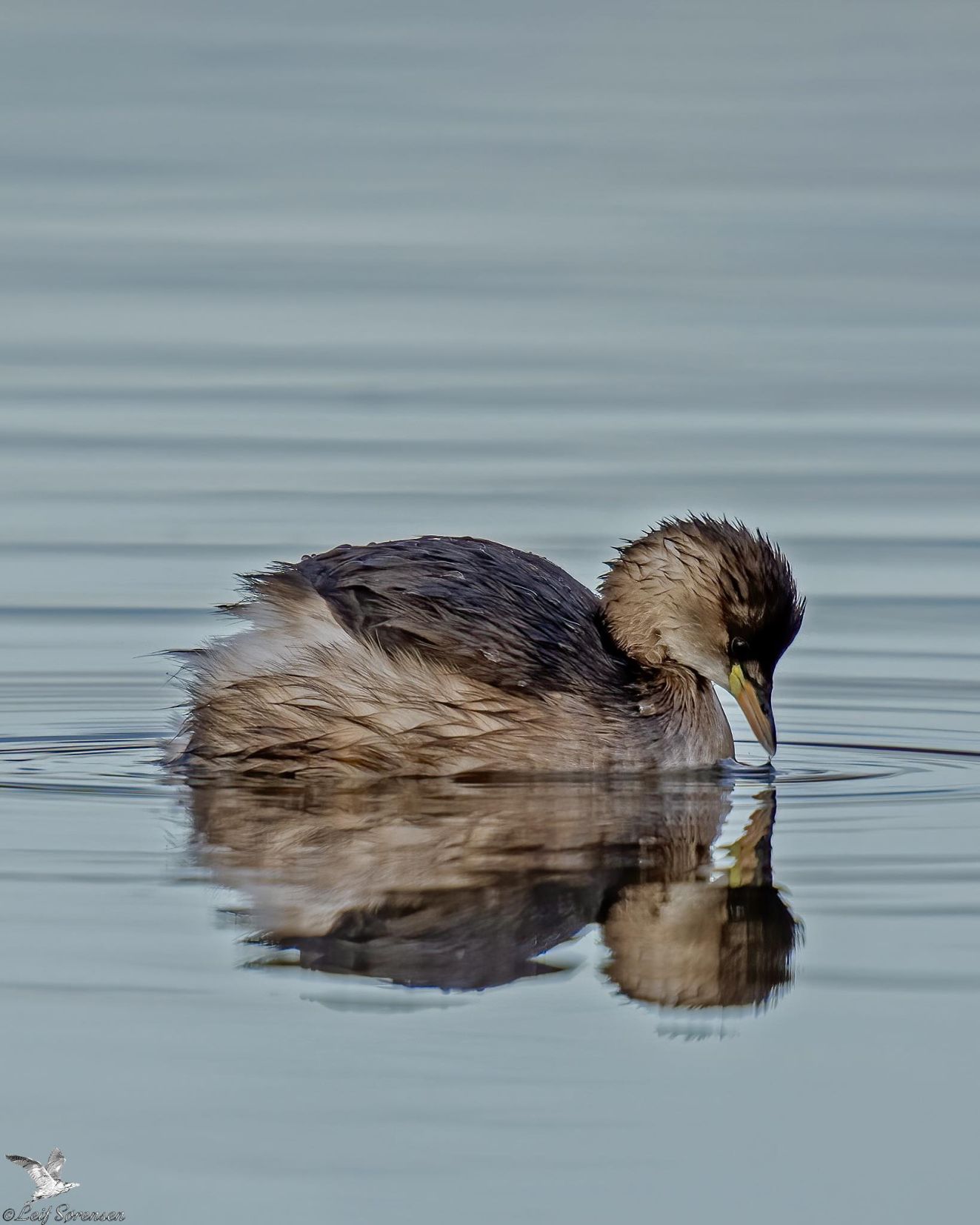 241125lilleholckonsls