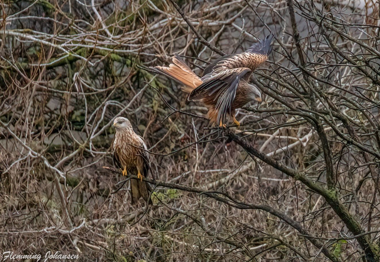 241125rødhåstruptirflj