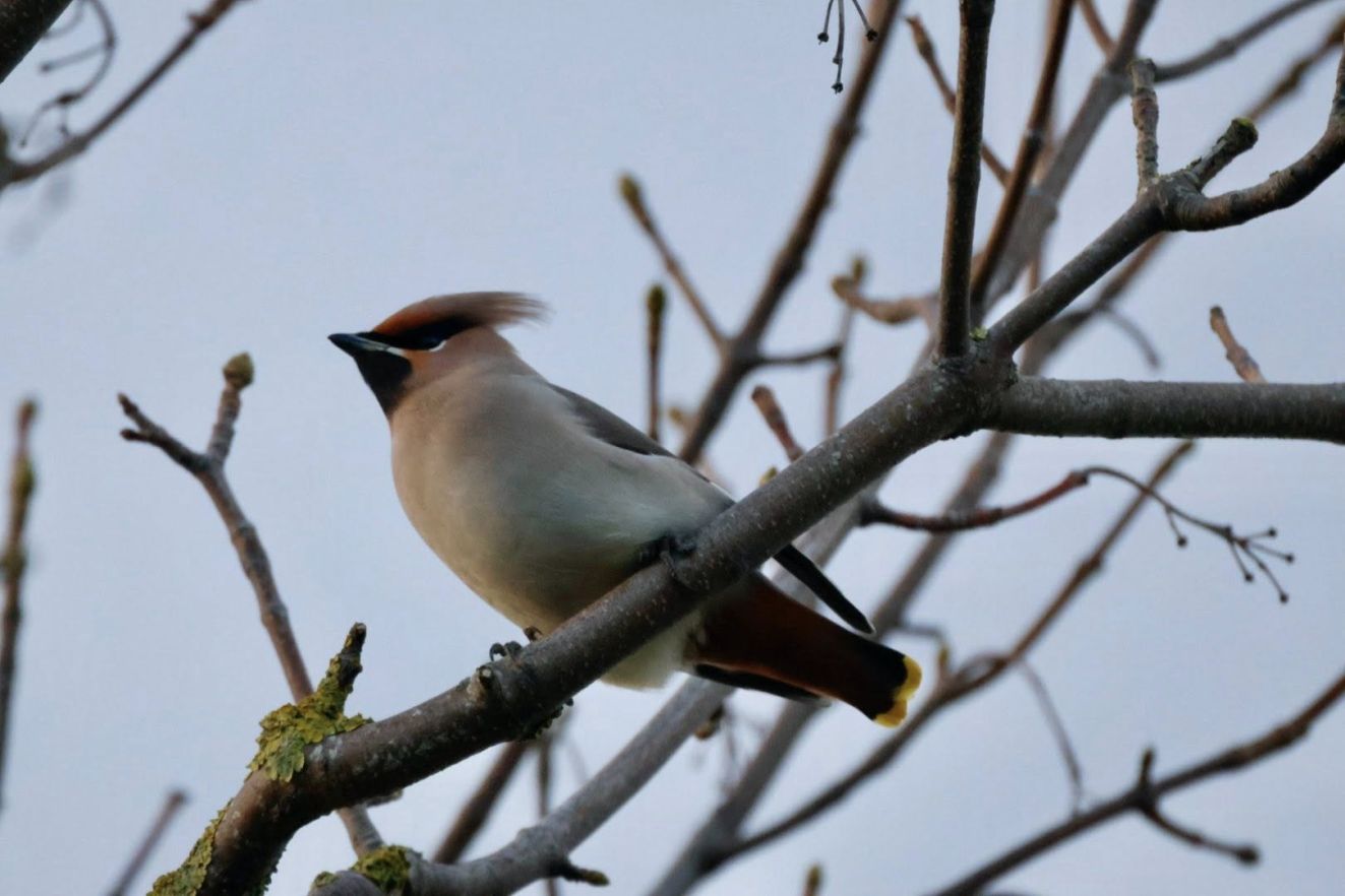 241125silkehaleknudssønperallanbiverhansen