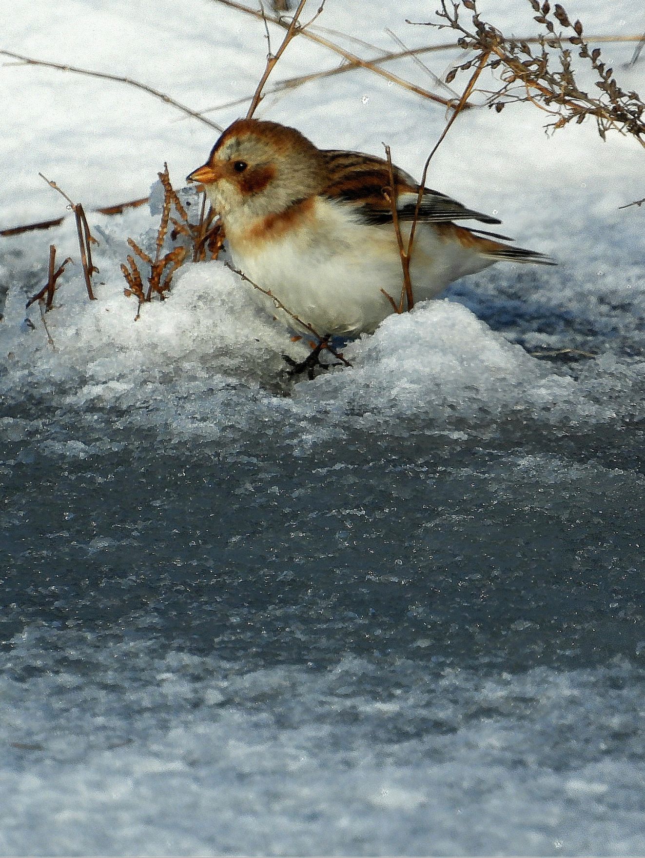 241125snelangøhovedmansra