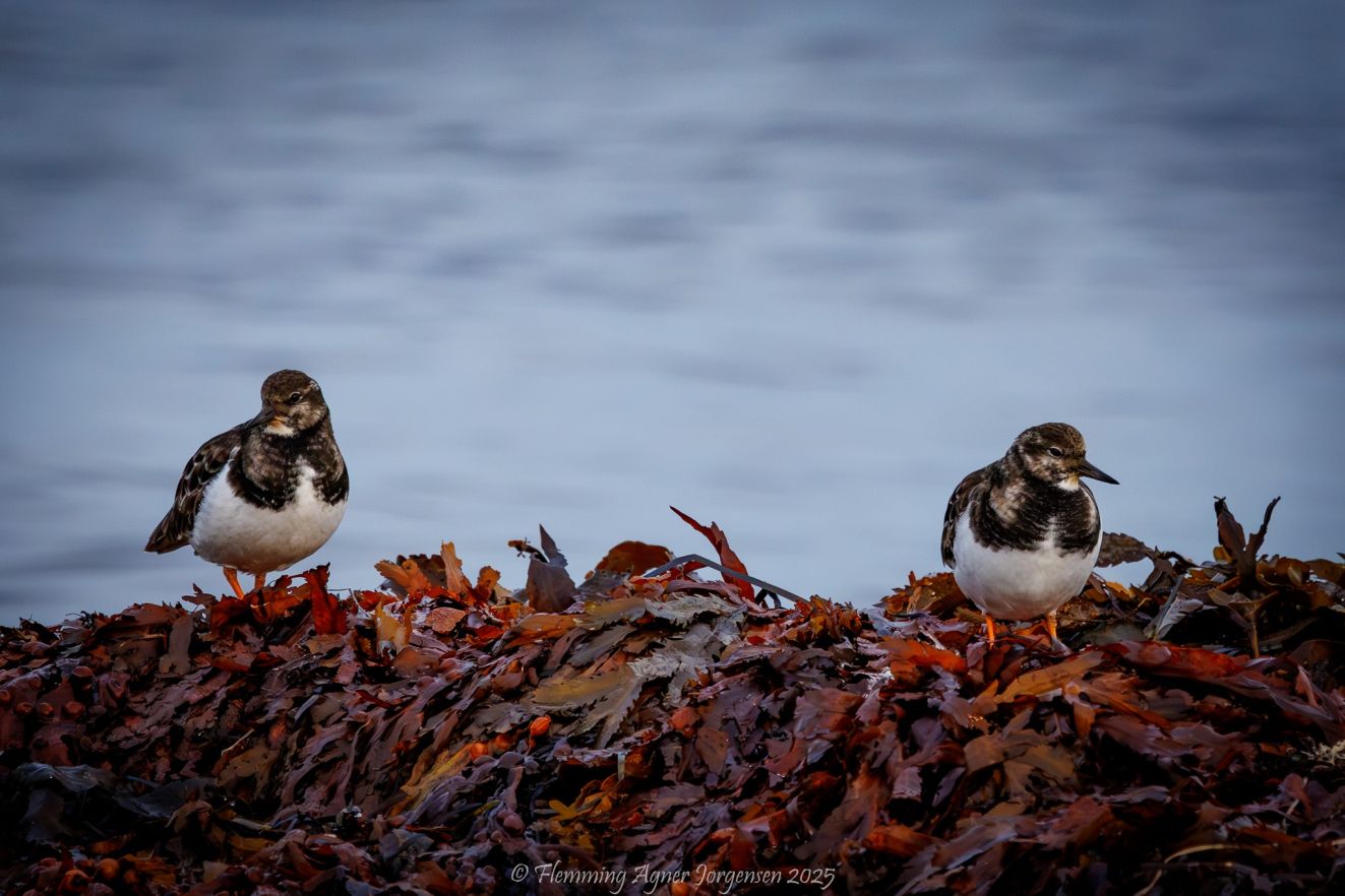 241125stenhousønfaj