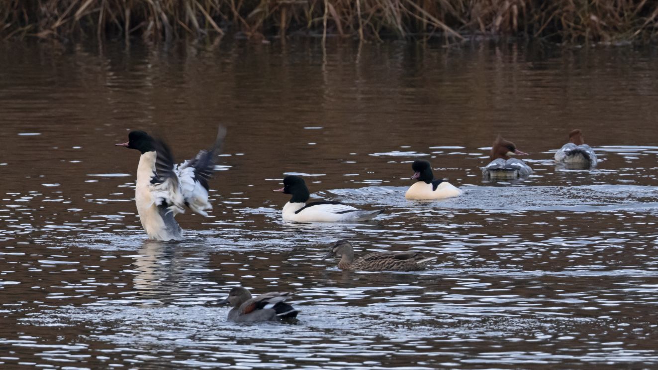 241125storsandholtlkr