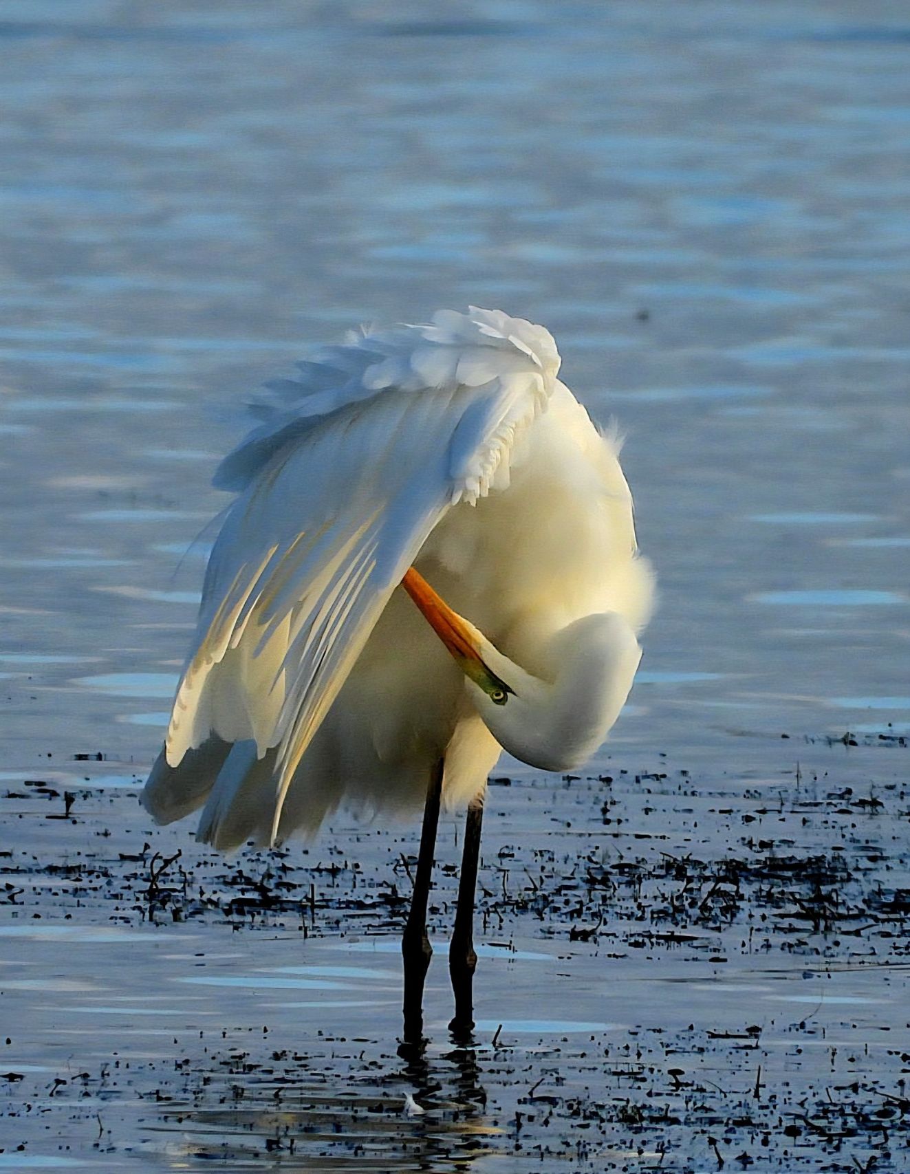 241125sølvgyldensteenonssfa