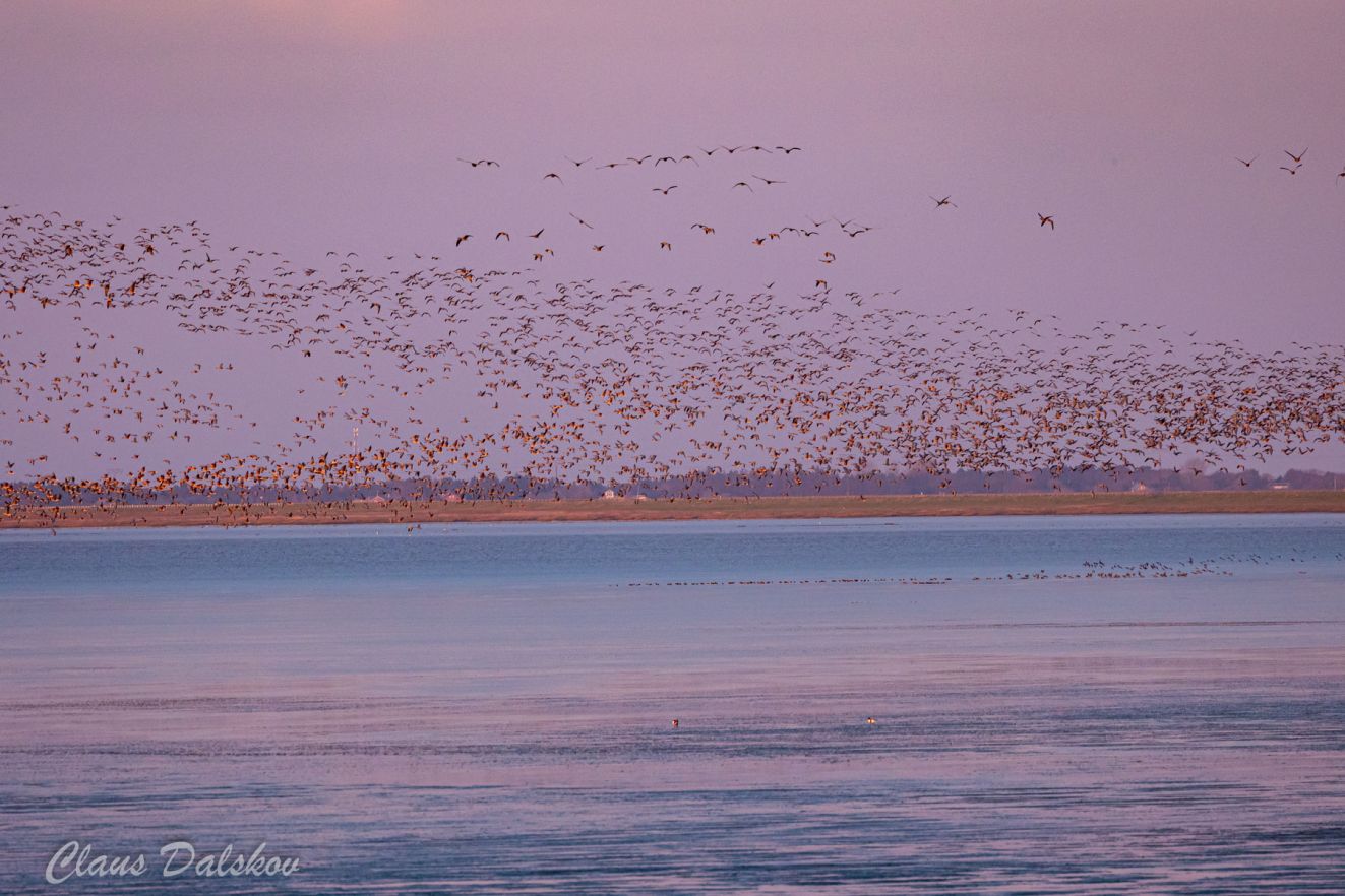 301125kortbrambalcld