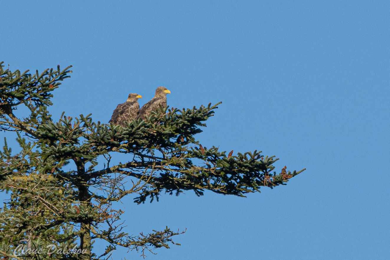 201125havaggekærcld