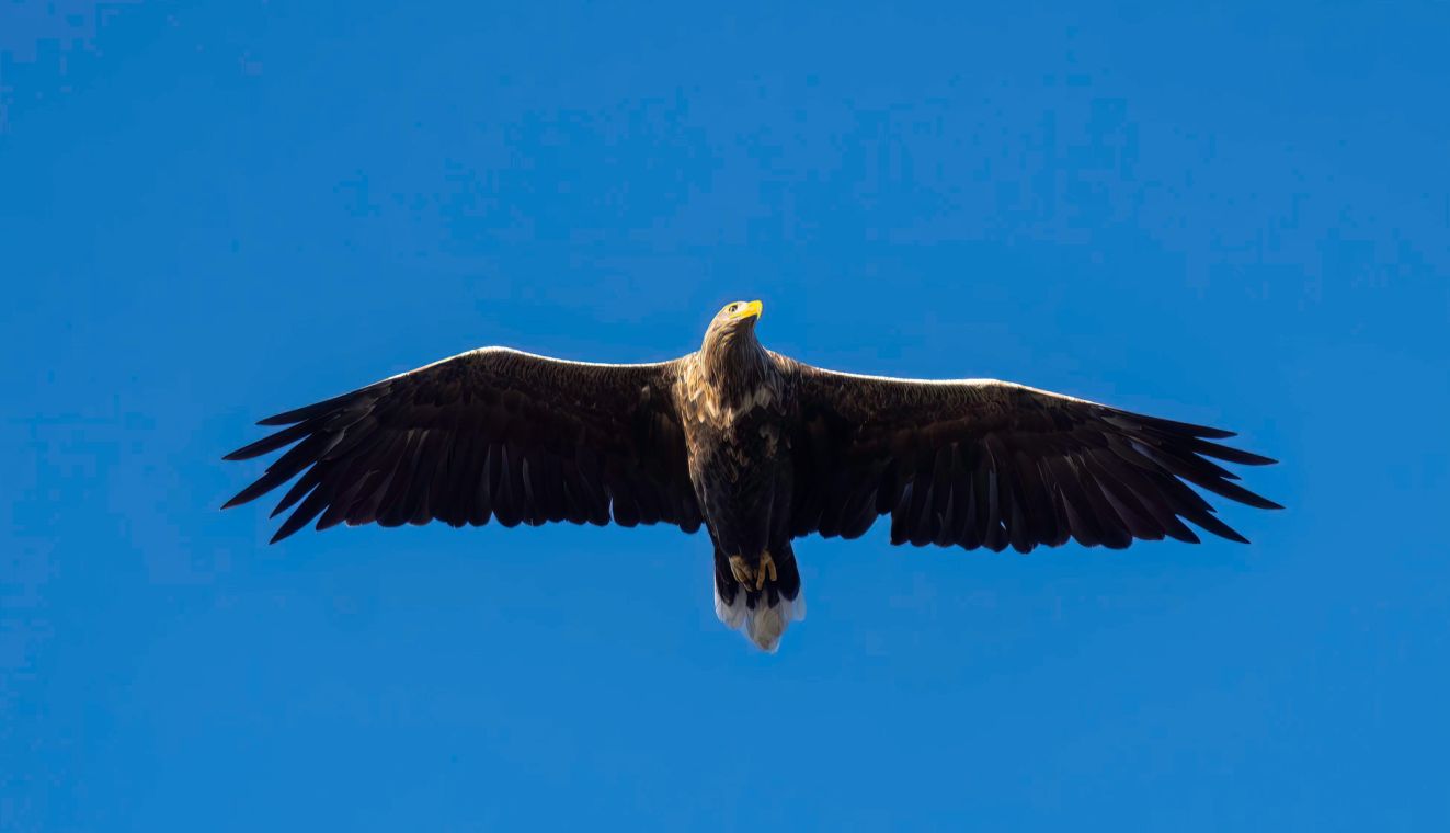 201125havtardavfreesa