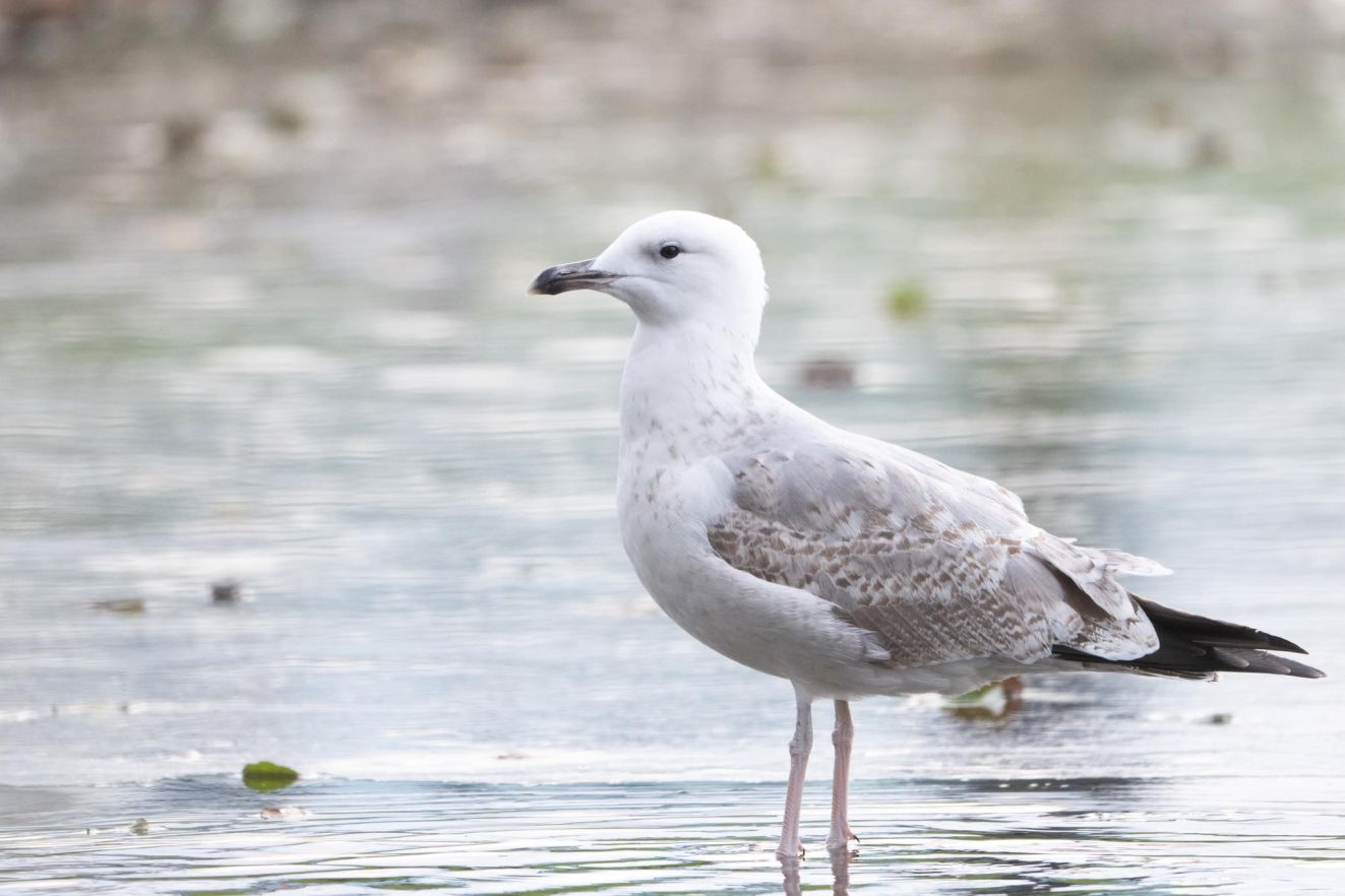 201125kaspskossønjakobj