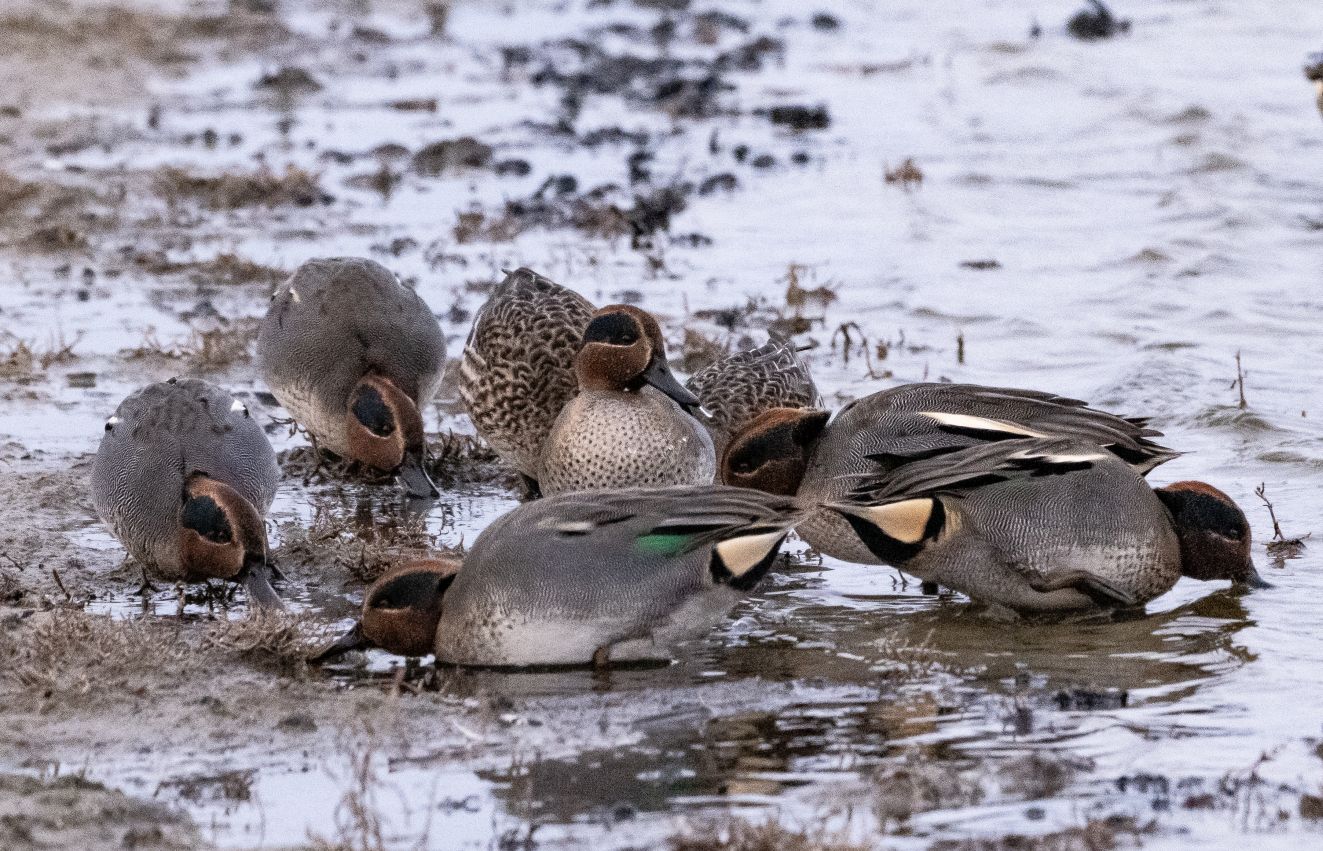 201125krikbøjsønet