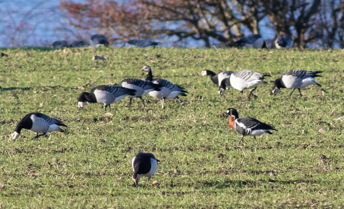 201125rødgåsnørreaown