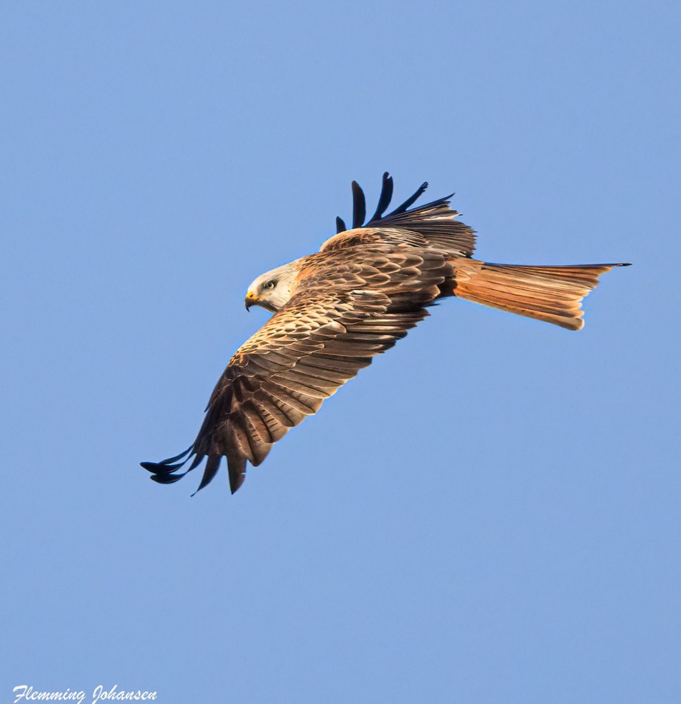 201125rødhelnæstorflj