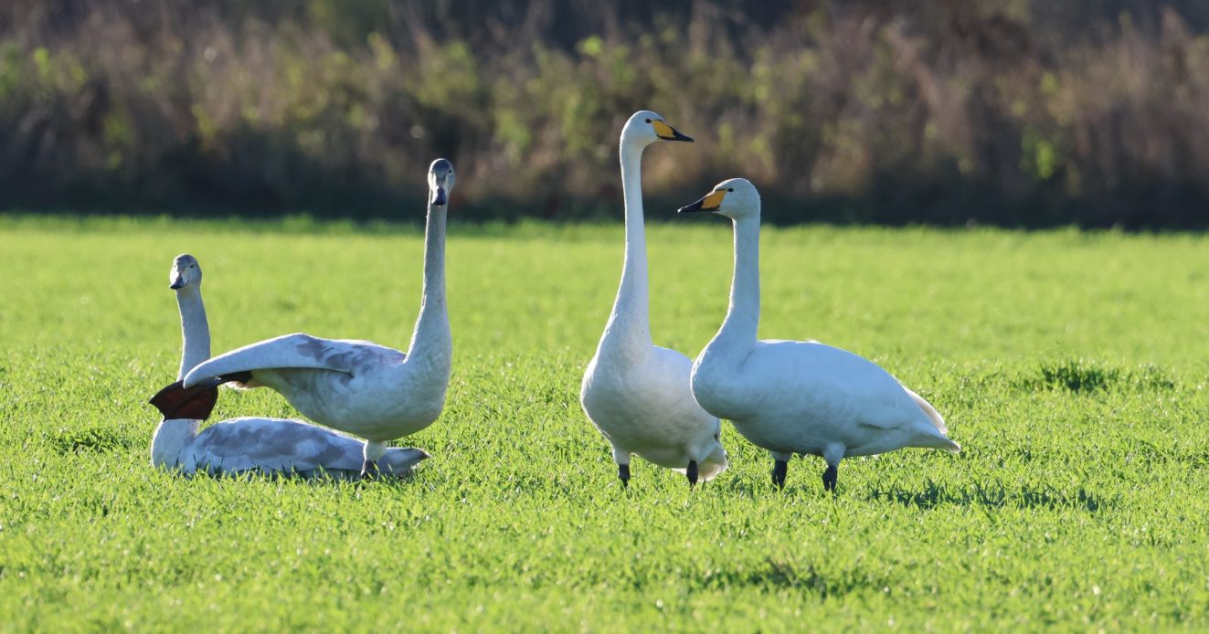 201125sangflyvfresra