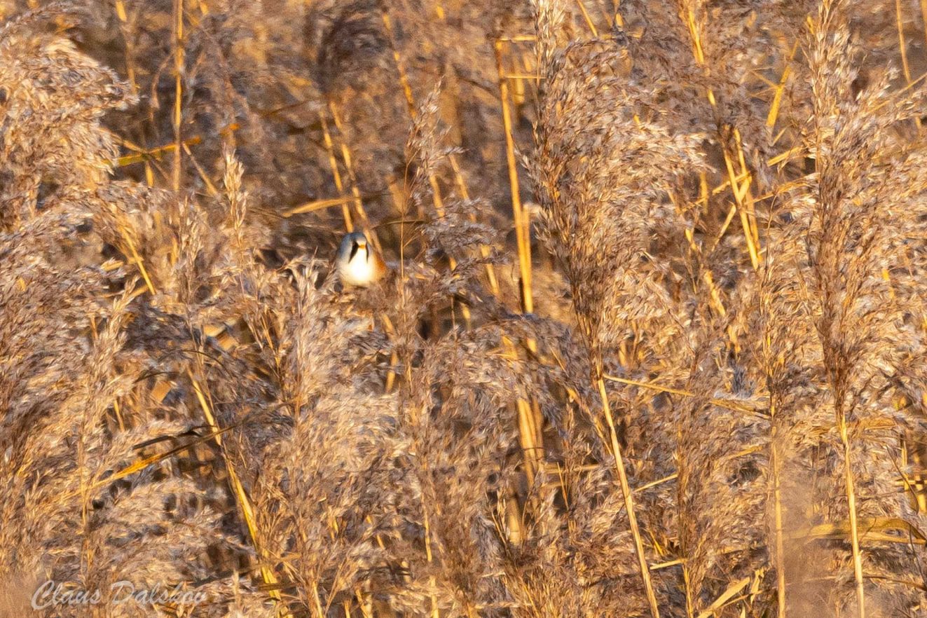 201125skægsttrandagergårdcld