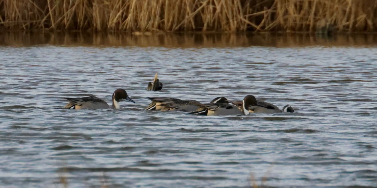 201125spidsvejltorpvr