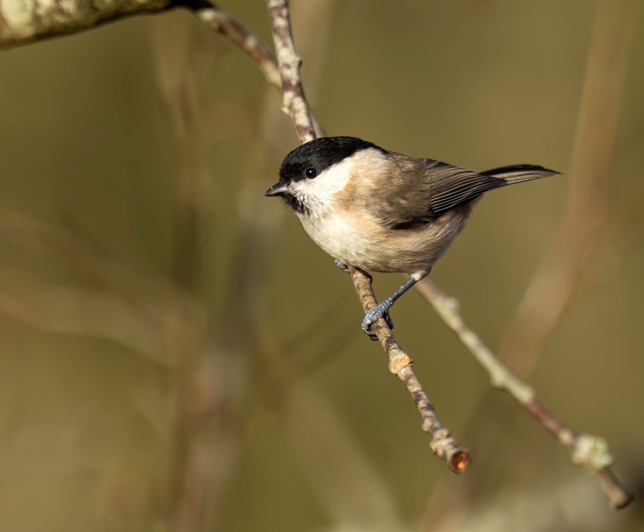 201125sumptardavsønesa