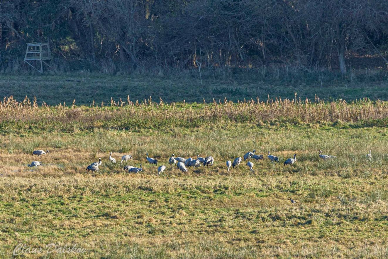 201125traneflådetcld