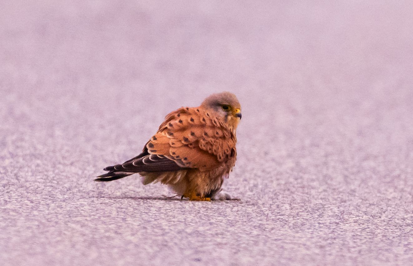 201125tårnsønbøjet