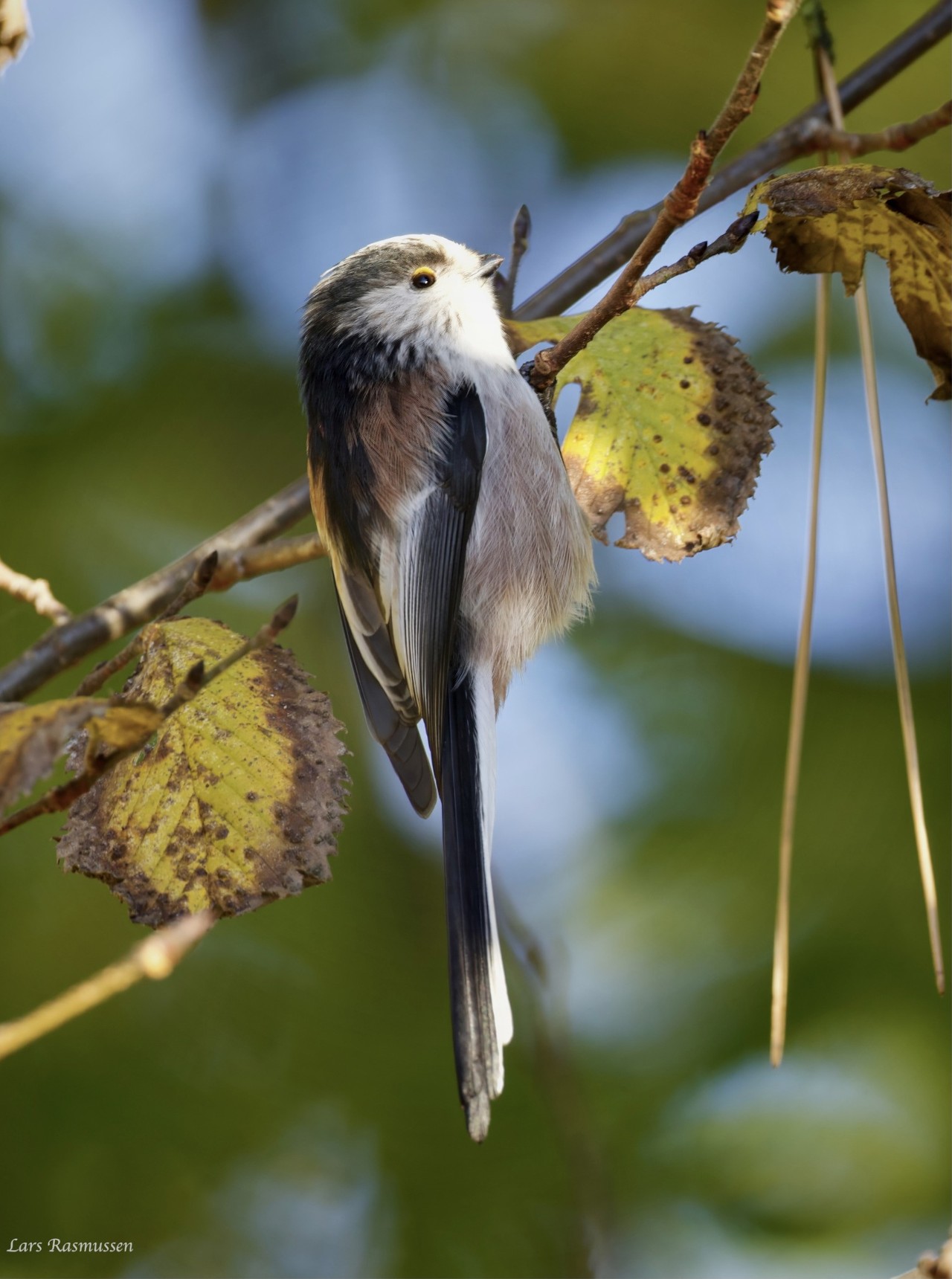 171125 Side Halemejse