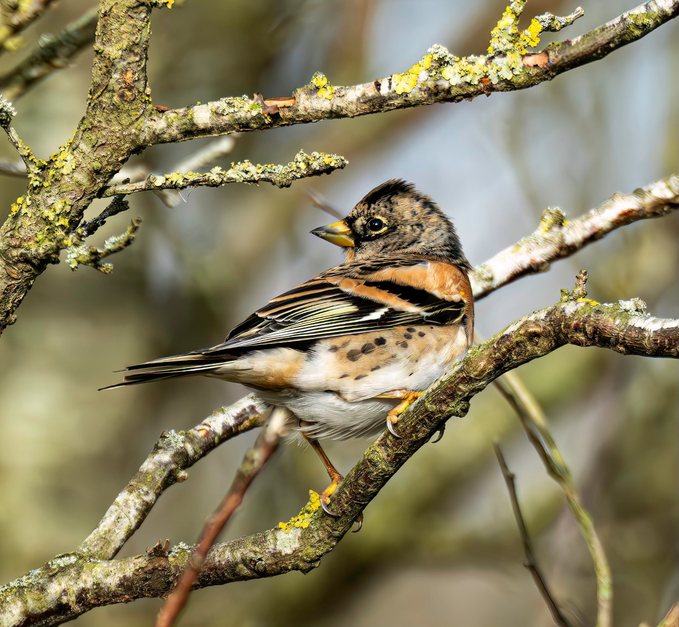 171125 Side Kvkerfinke