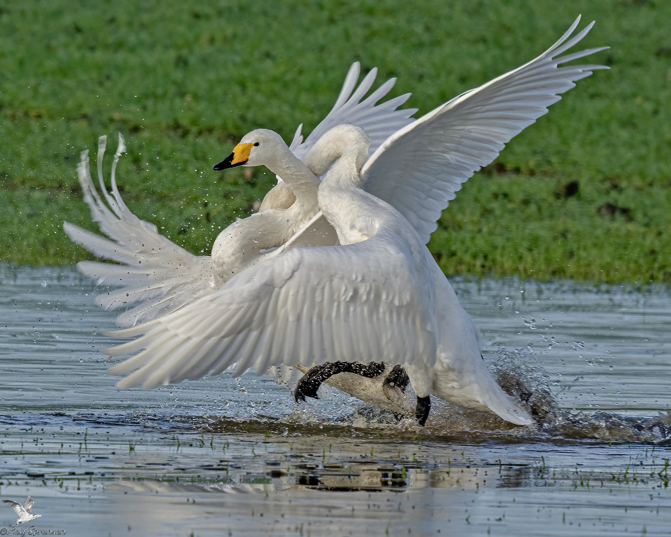 171125 Side Sangsvaner