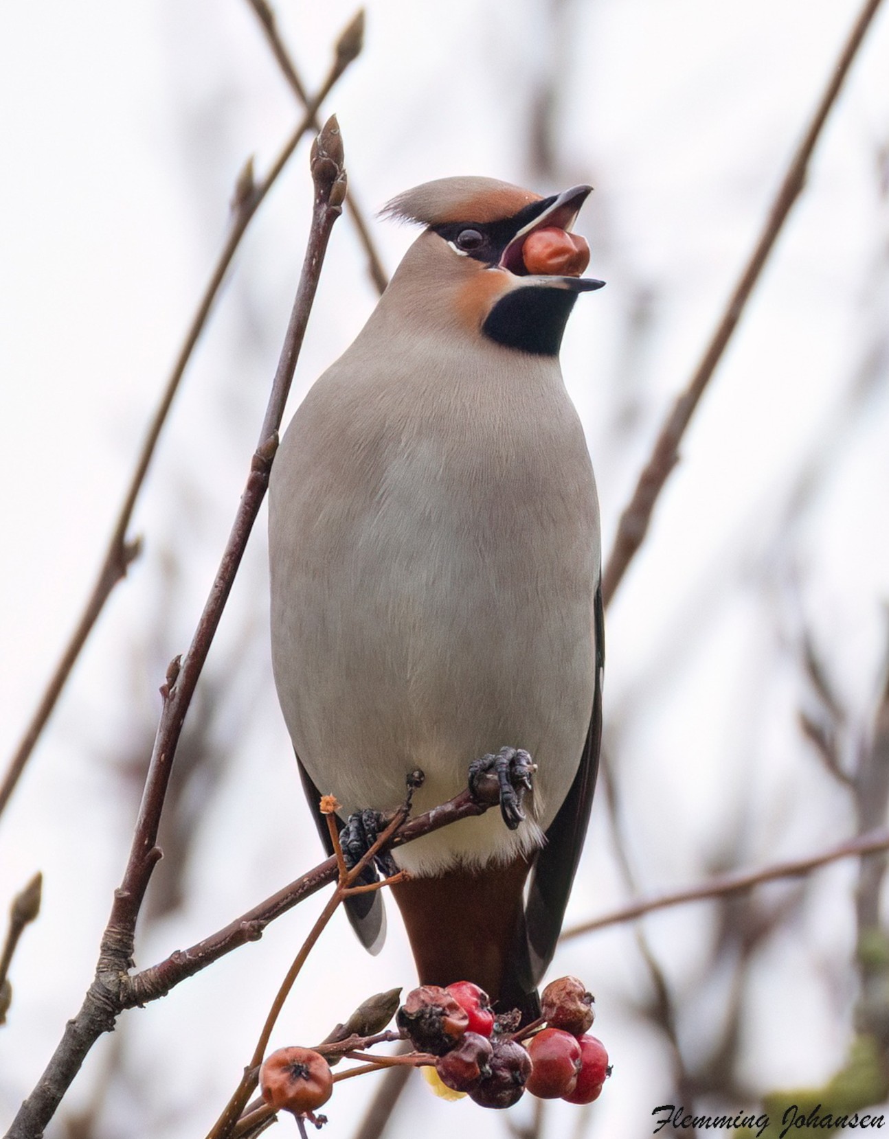 171125 Side Silkehale