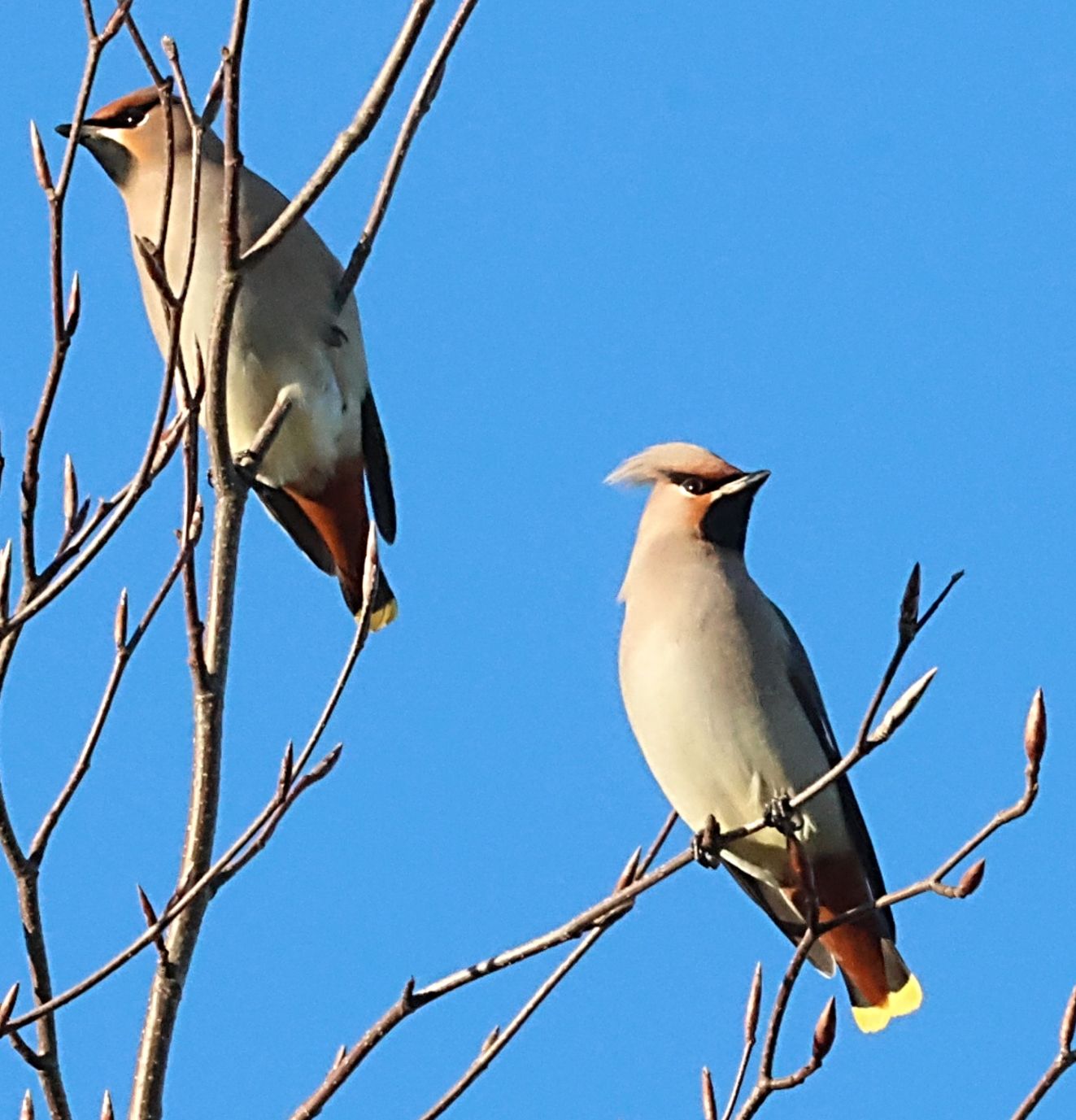 171125 Side Silkehale 2