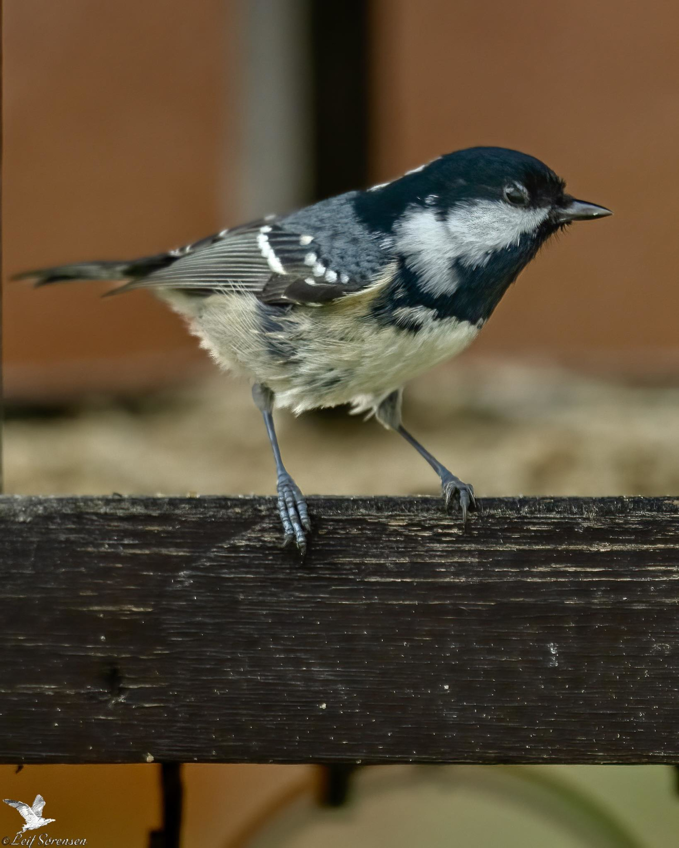 171125 Side Sortmejse