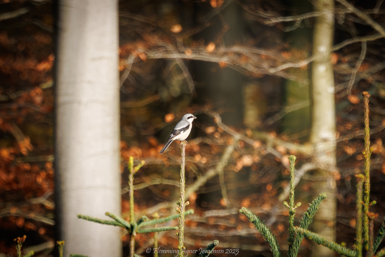 171125 Stor Tornskade