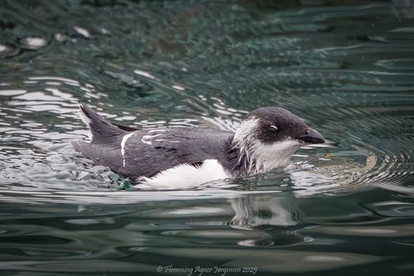 577787840 1621167172183398 8143249569072333538 n