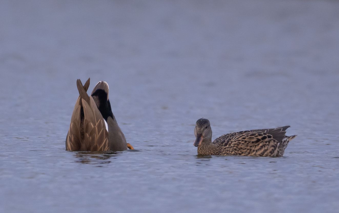 061125knaronsmellemet