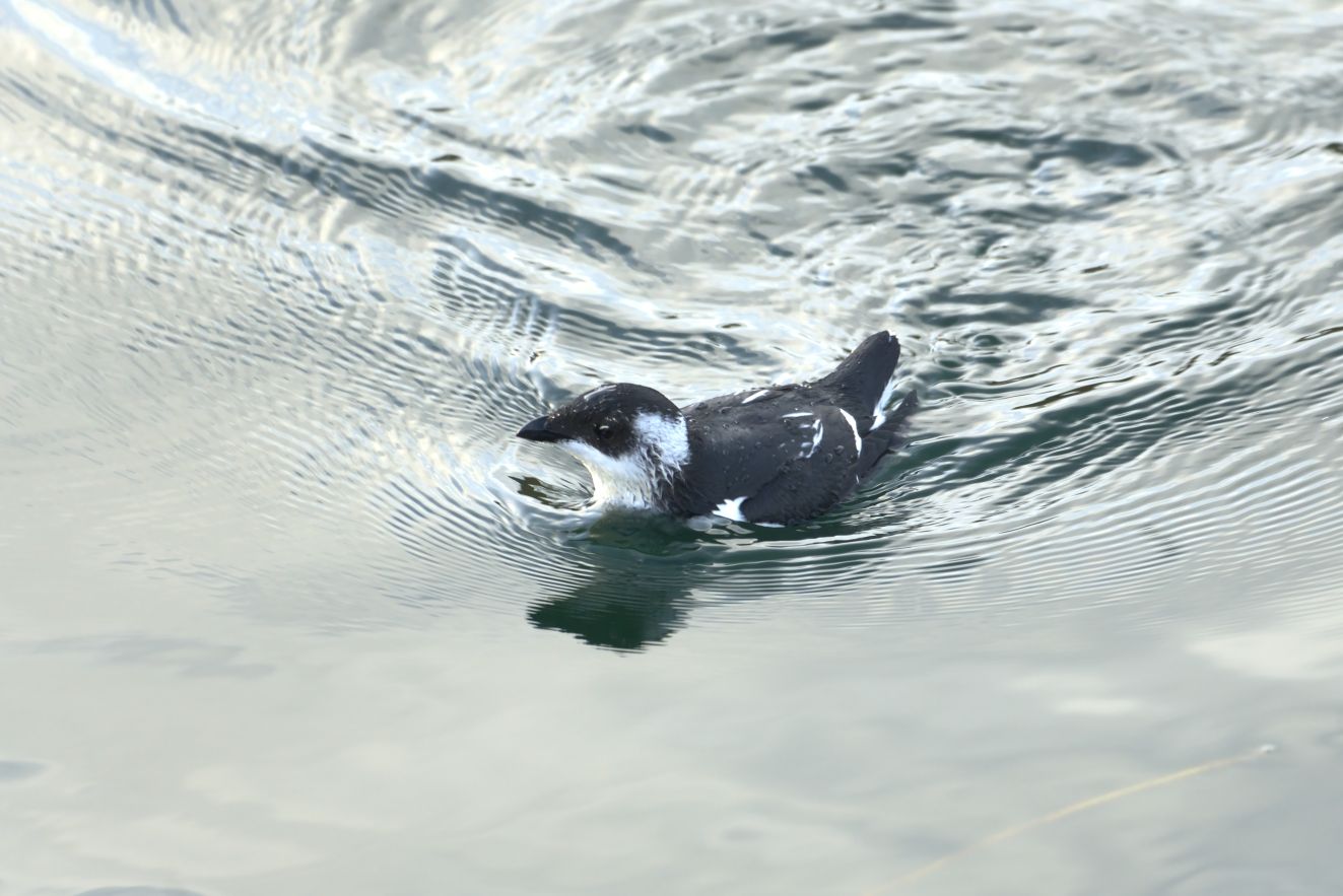 061125søkomhavntirmbh