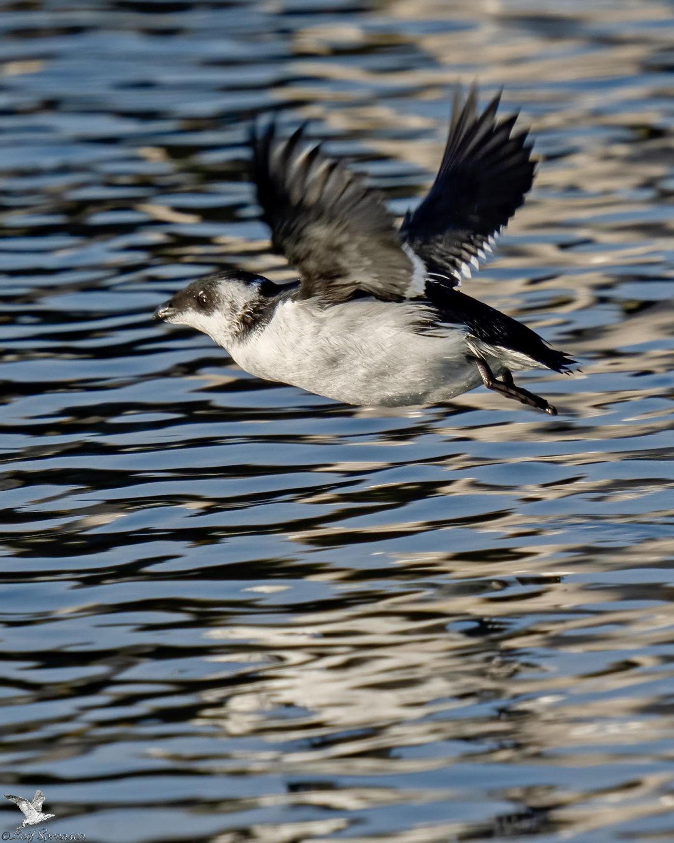 061125søkomhavntorls