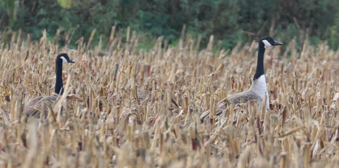 271025canadasøbyonspvr