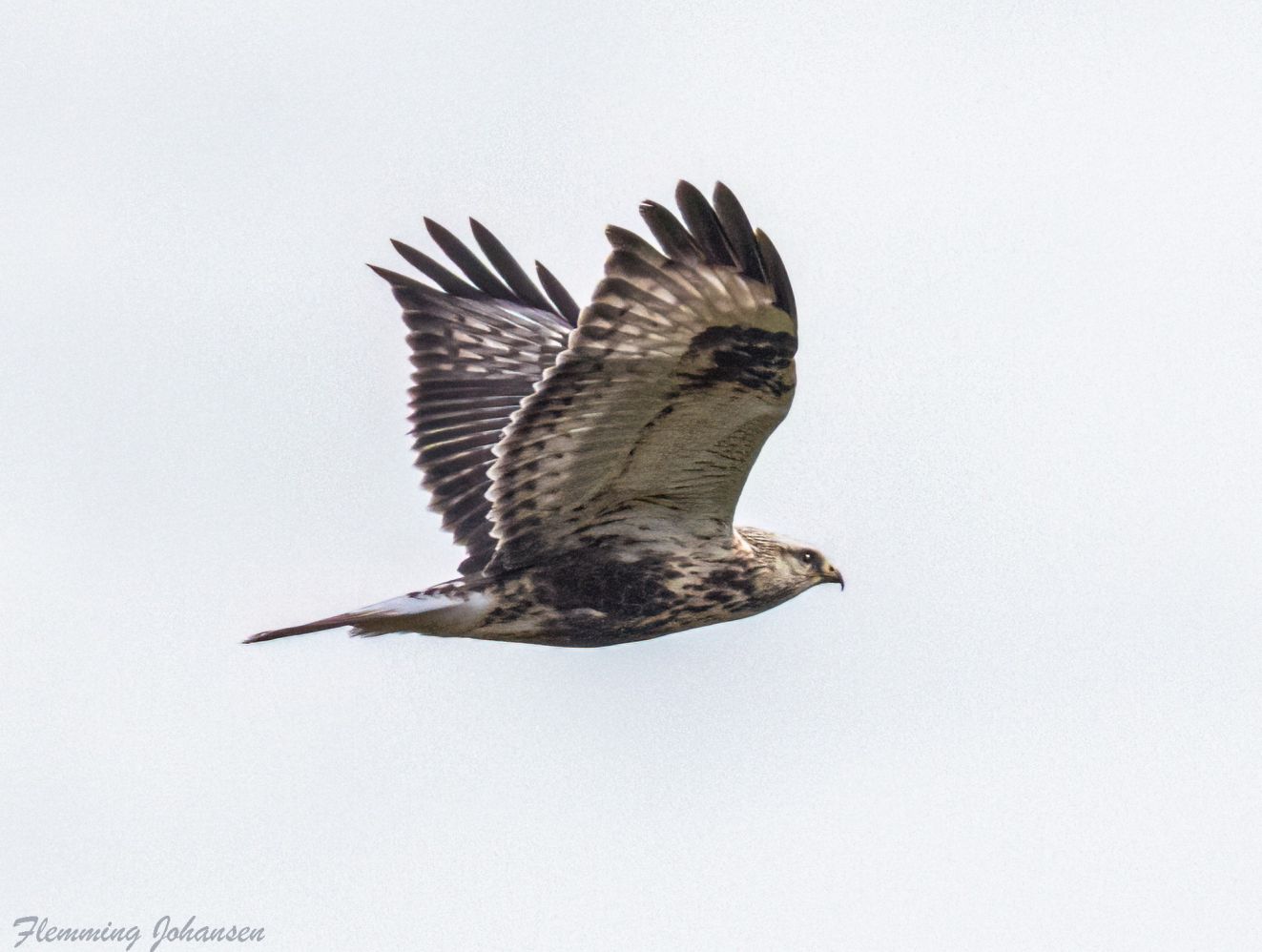 271025fjeldgulstavlærflj