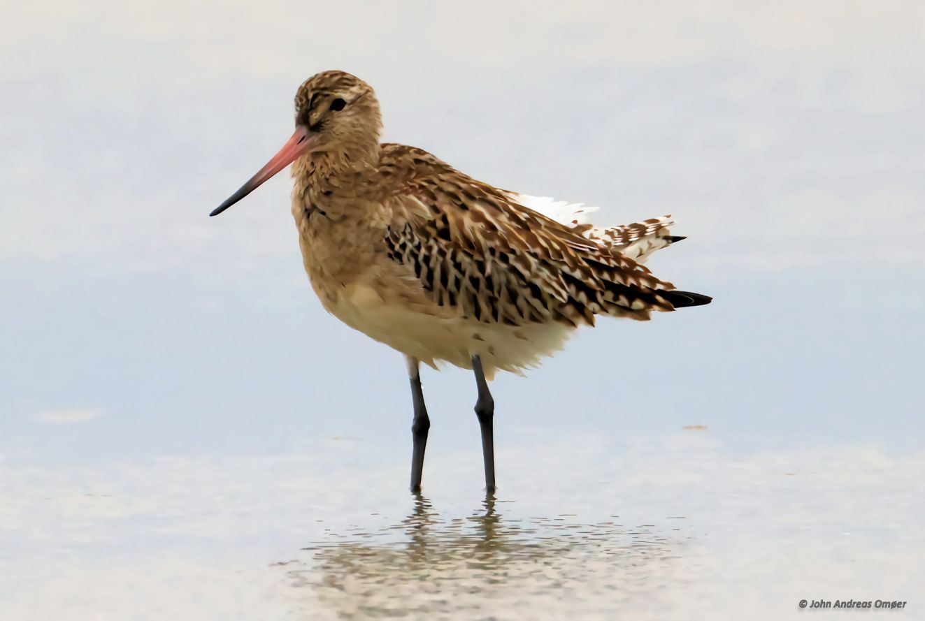 271025lillekoflyvjao