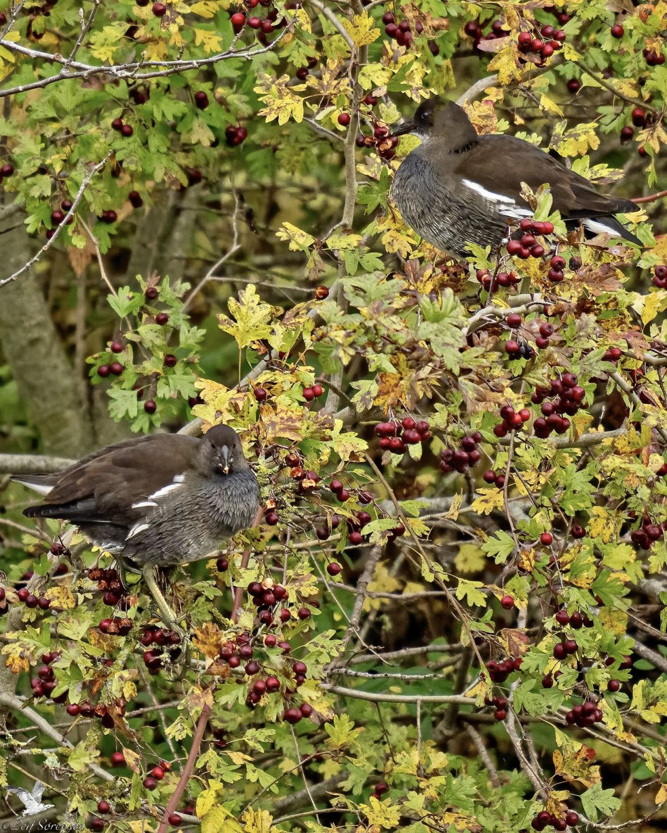 271025rørhønestigeøls