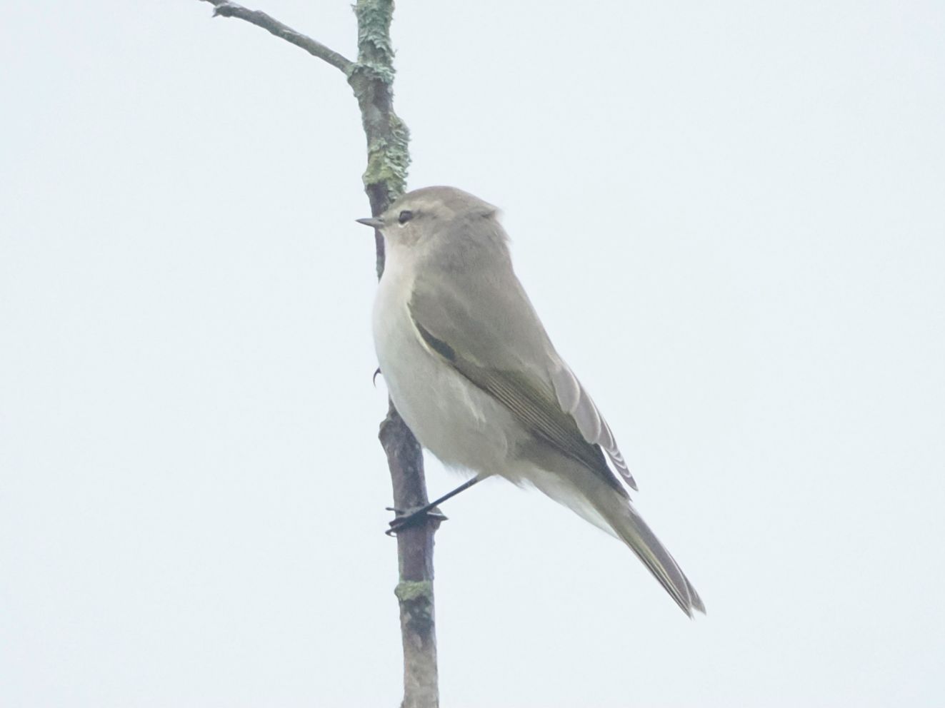 271025sibstavisonskko