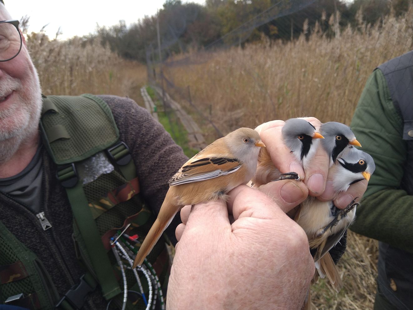 271025skægfregulstnbj