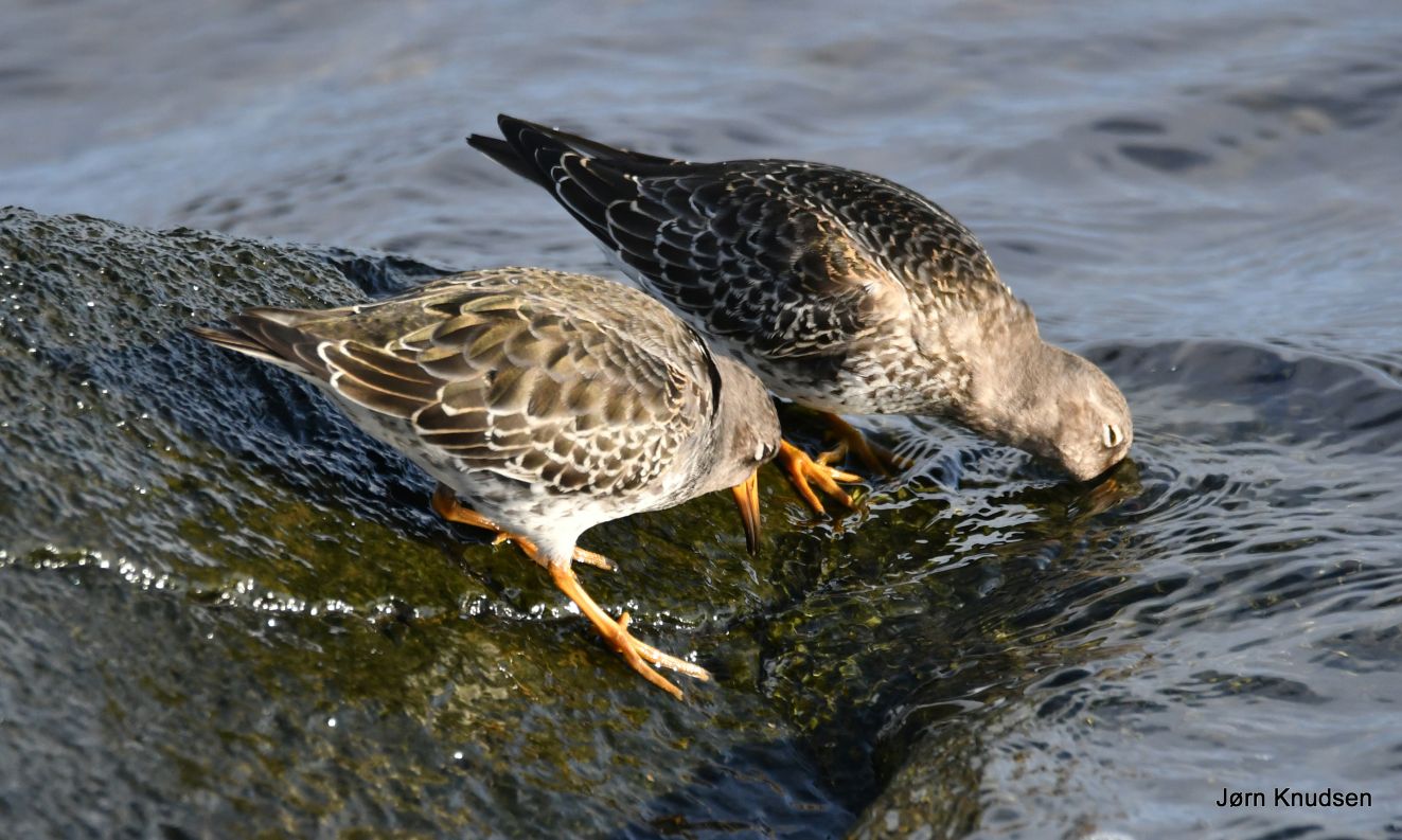 271025sortgråknudjkn