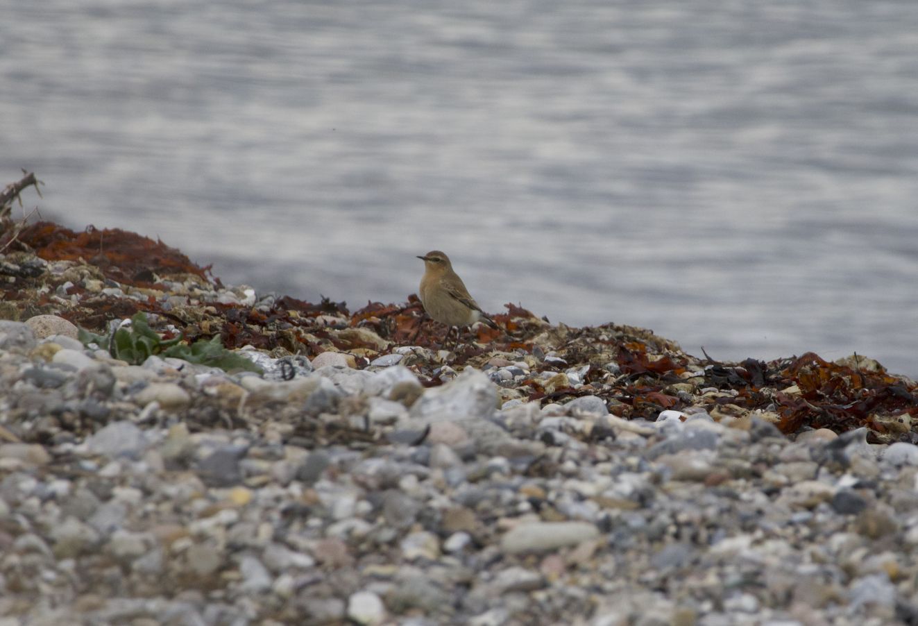 271025stenpikmålehlk