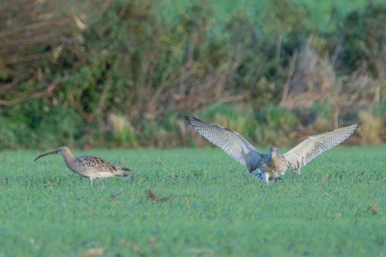 271025storbækkehavelk