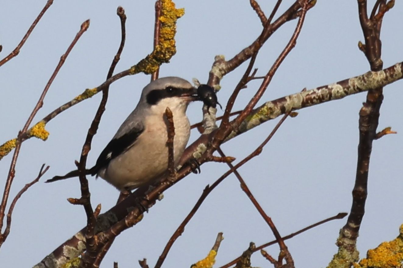 271025storjersfrekaaresteenphilipjensen