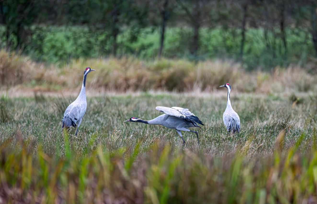 271025tranebrøndetirsesa