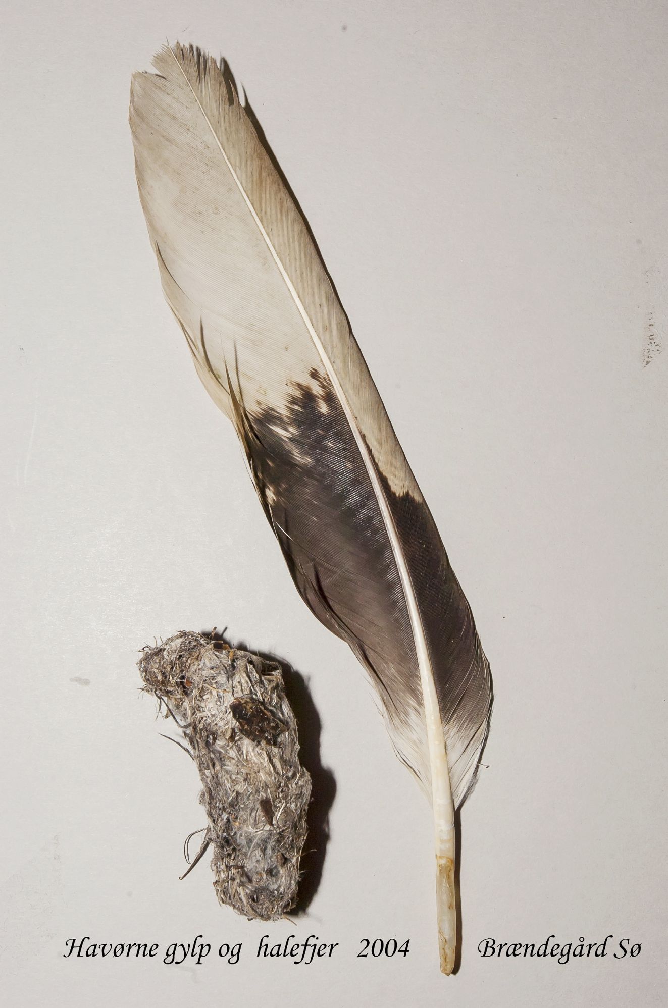 291025gylphalefjeret